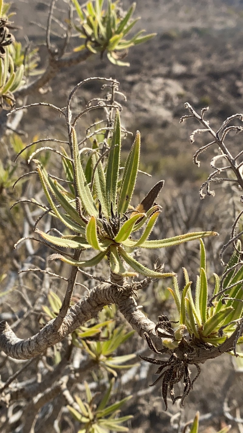 Echium onosmifolium subsp. onosmifolium photo 3