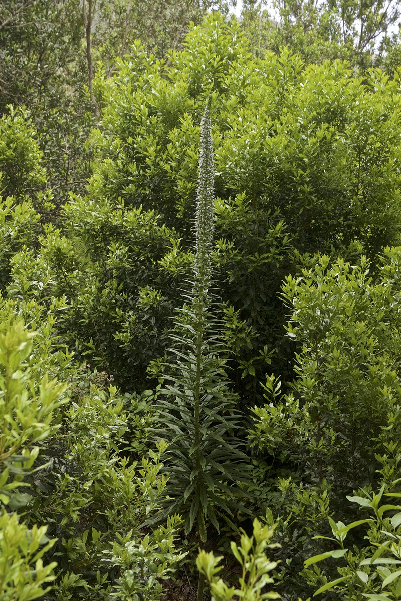 Pine Echium