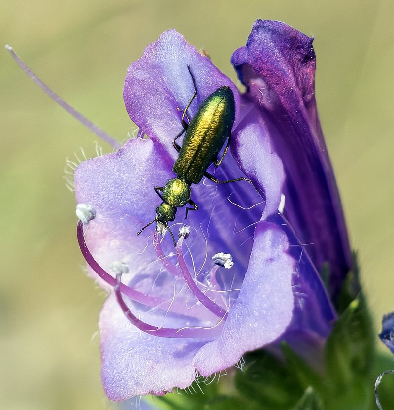 Salvation Jane photo 4