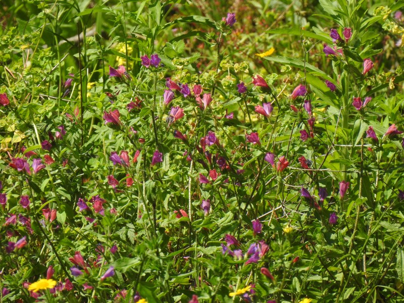 Echium rosulatum subsp. rosulatum photo 2