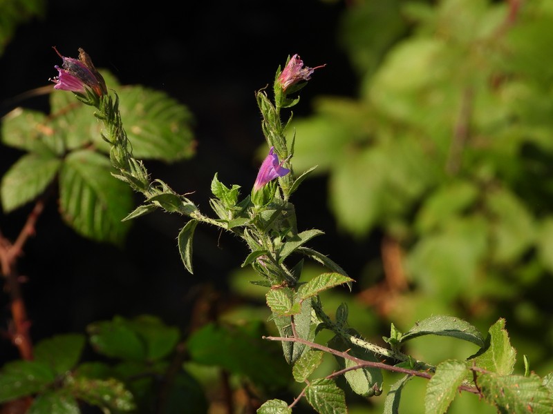 Echium rosulatum subsp. rosulatum photo 3