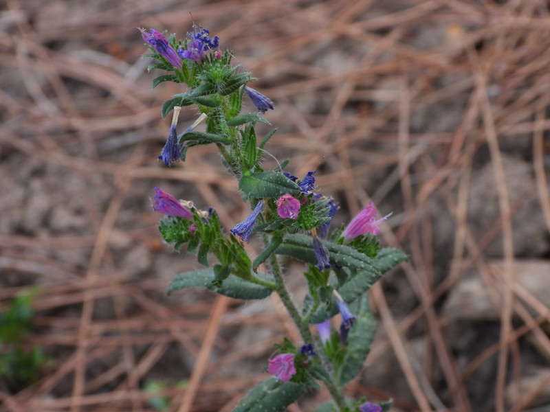 Echium rosulatum subsp. rosulatum photo 4