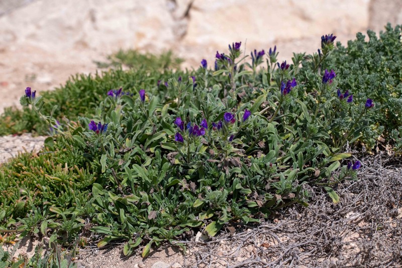Echium sabulicola subsp. sabulicola