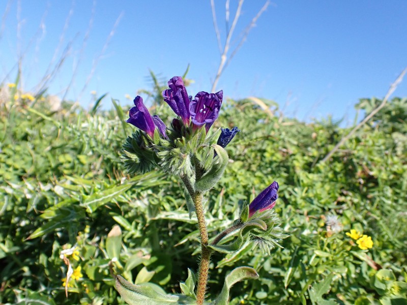 Echium sabulicola subsp. sabulicola photo 3