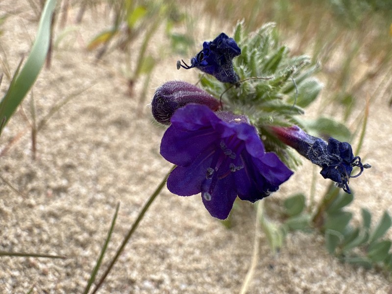 Echium sabulicola subsp. sabulicola photo 4