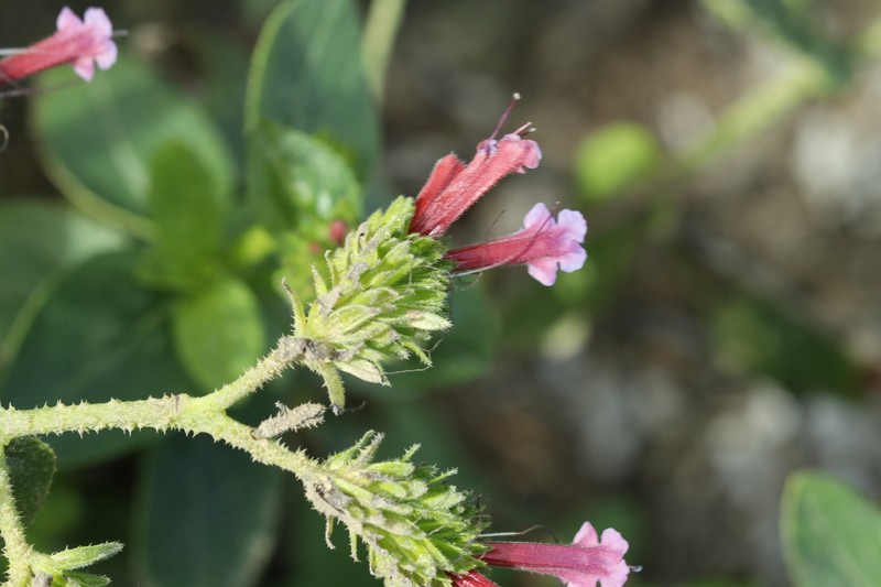 Echium stenosiphon subsp. stenosiphon