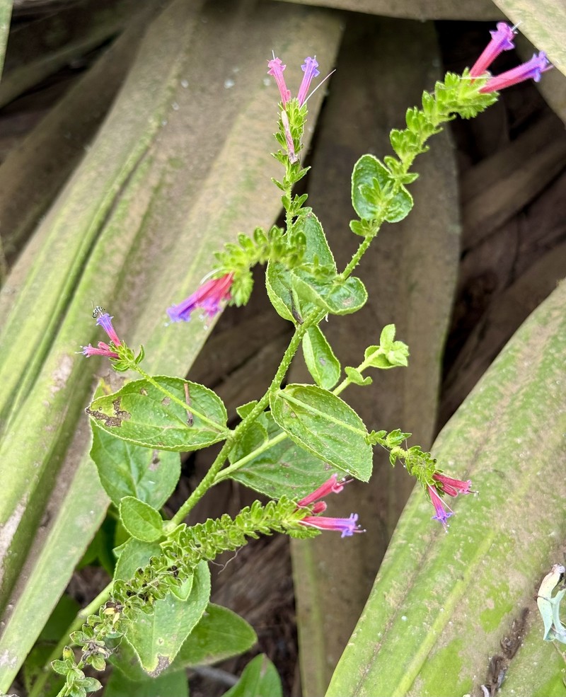 Echium stenosiphon subsp. stenosiphon photo 3
