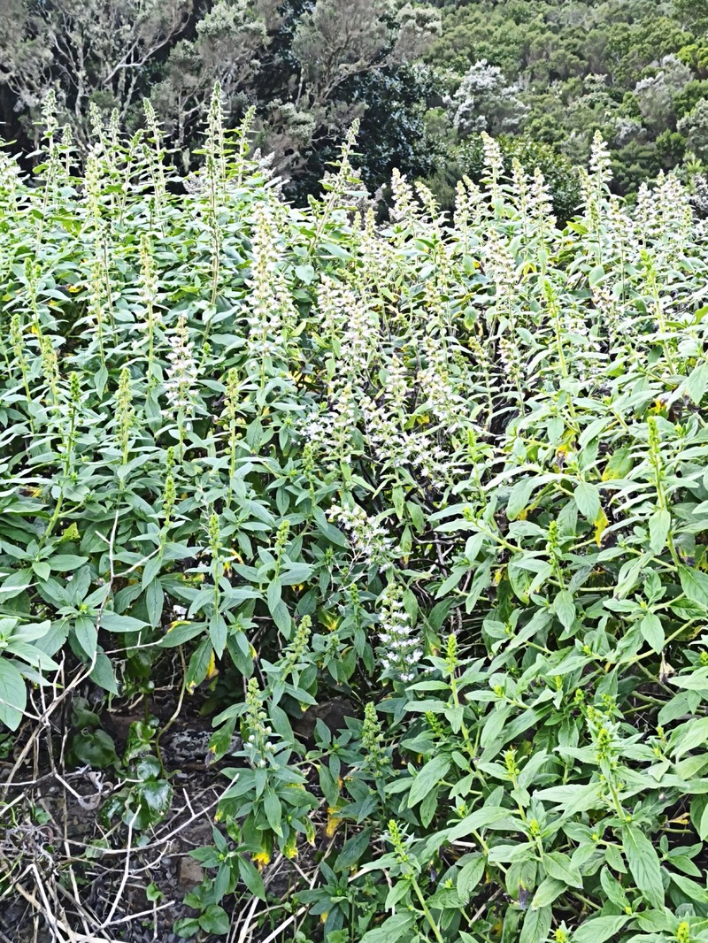 Echium strictum subsp. strictum