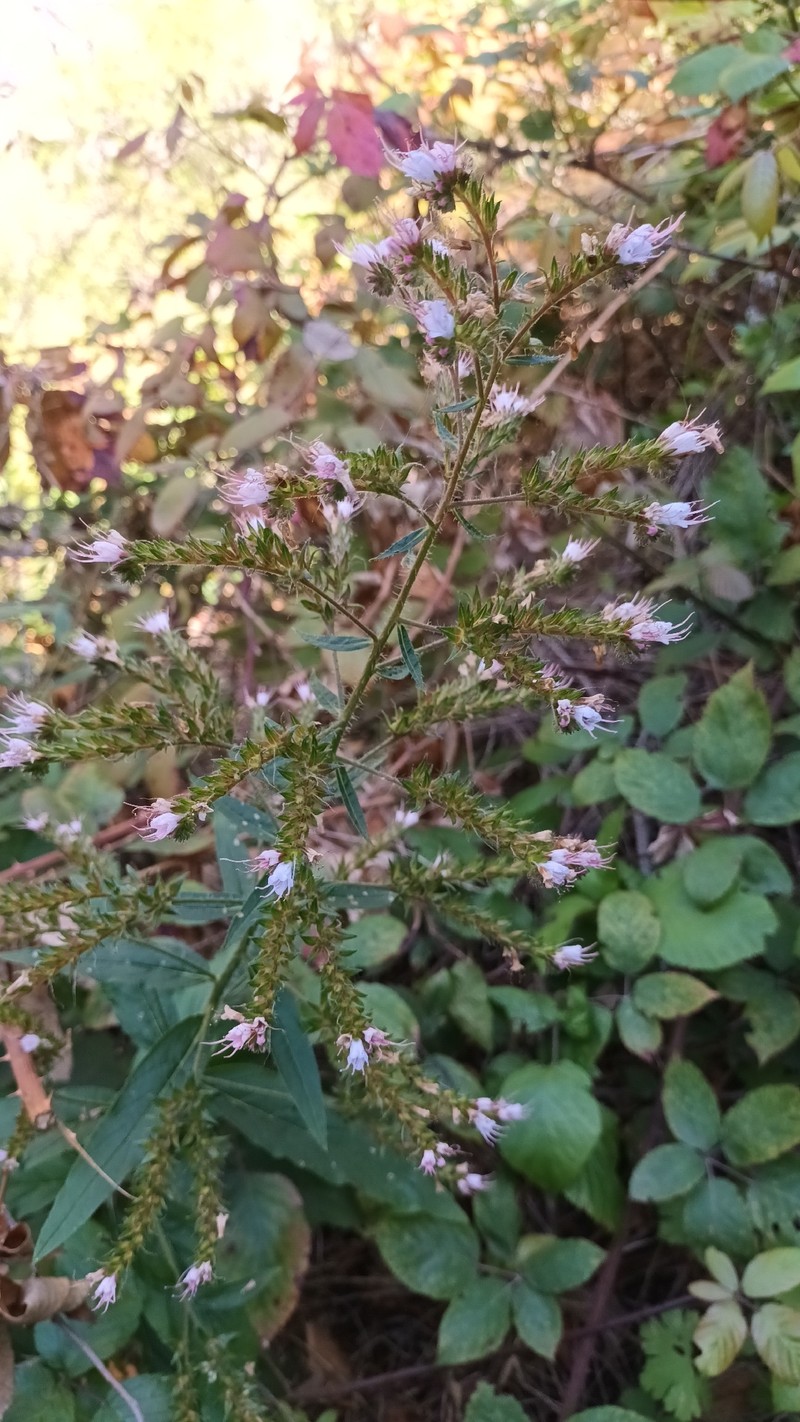 Echium strictum subsp. strictum photo 2