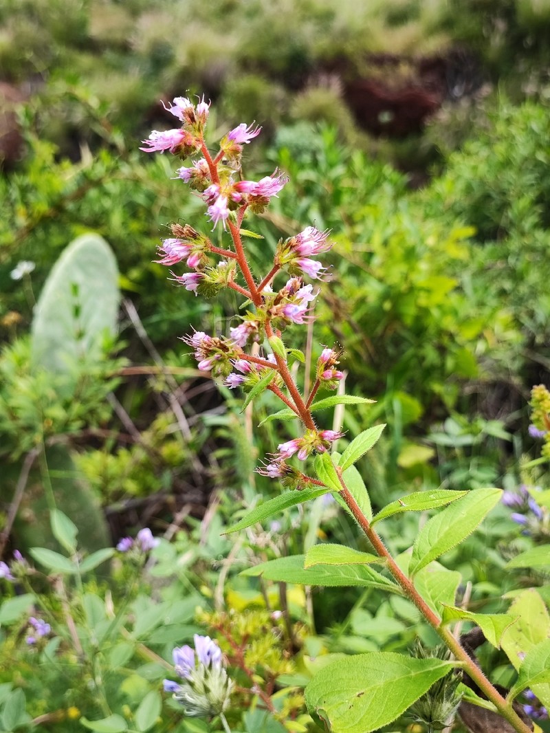 Echium strictum subsp. strictum photo 3