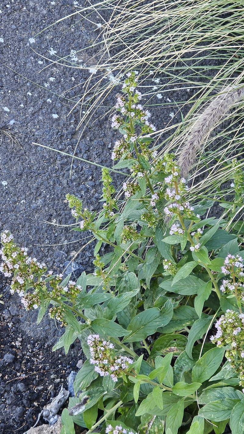Echium strictum subsp. strictum photo 4