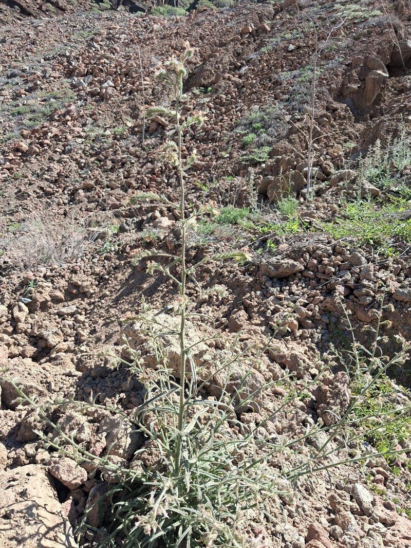 Echium triste subsp. triste