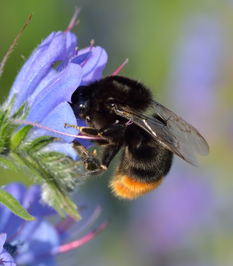 Common Viper's Bugloss photo 2