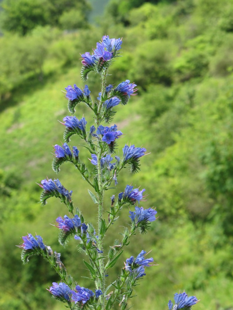 Common Viper's Bugloss photo 3