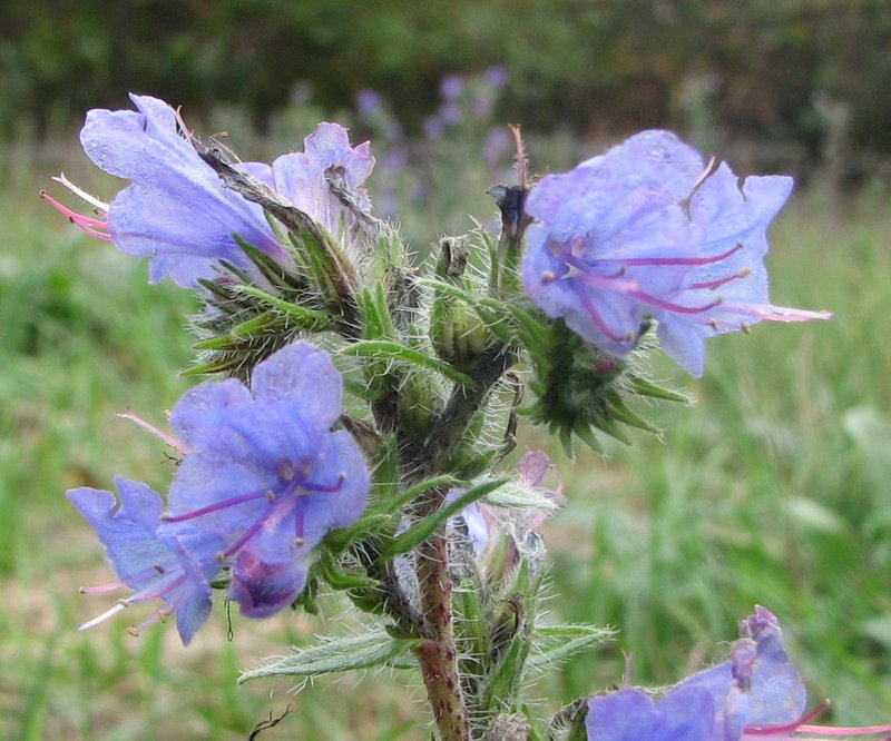 Common Viper's Bugloss photo 4