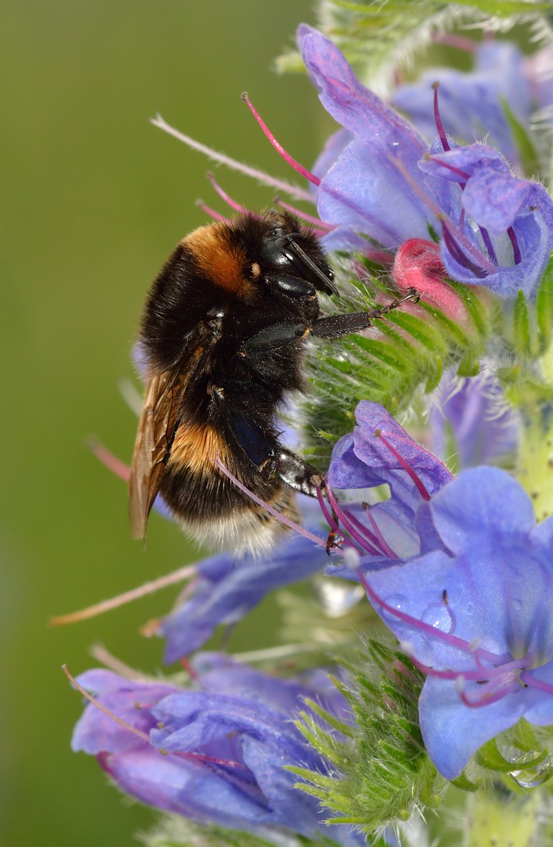 Common Viper's Bugloss photo 5