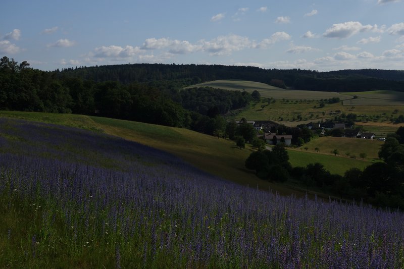 Common Viper's Bugloss photo 6