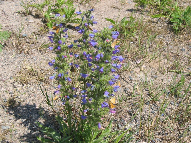 Common Viper's Bugloss photo 7