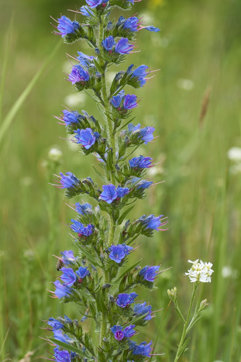 Common Viper's Bugloss