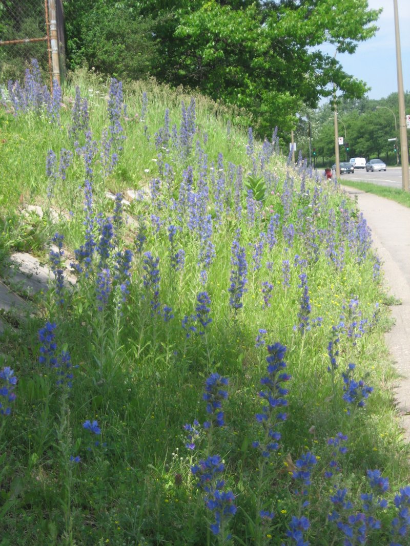 Common Viper's Bugloss photo 8