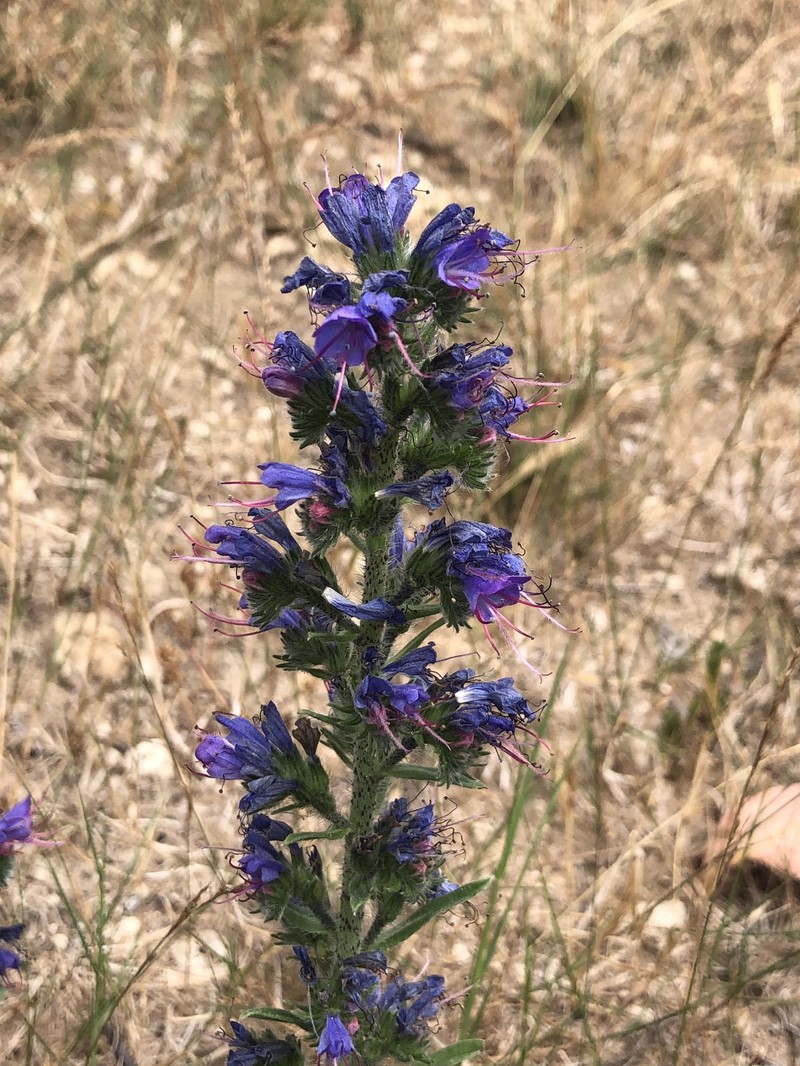 Echium vulgare subsp. vulgare