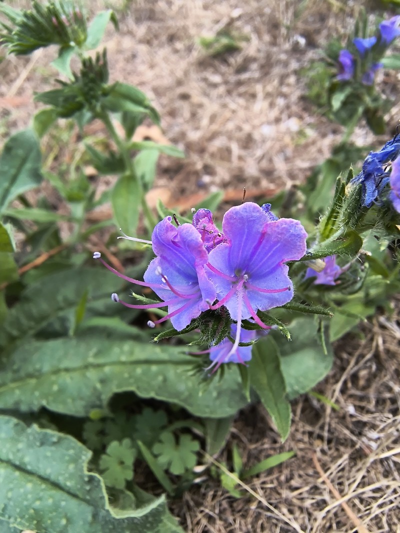 Echium vulgare subsp. vulgare photo 2