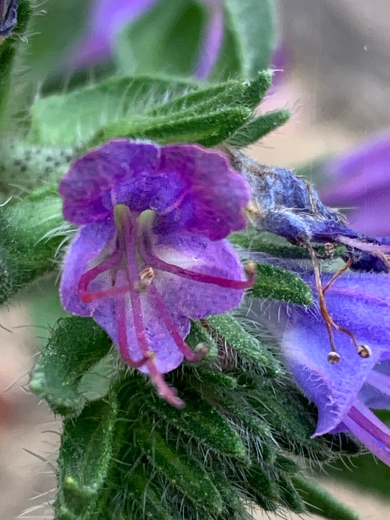 Echium vulgare subsp. vulgare photo 3