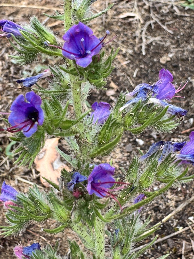 Echium vulgare subsp. vulgare photo 4