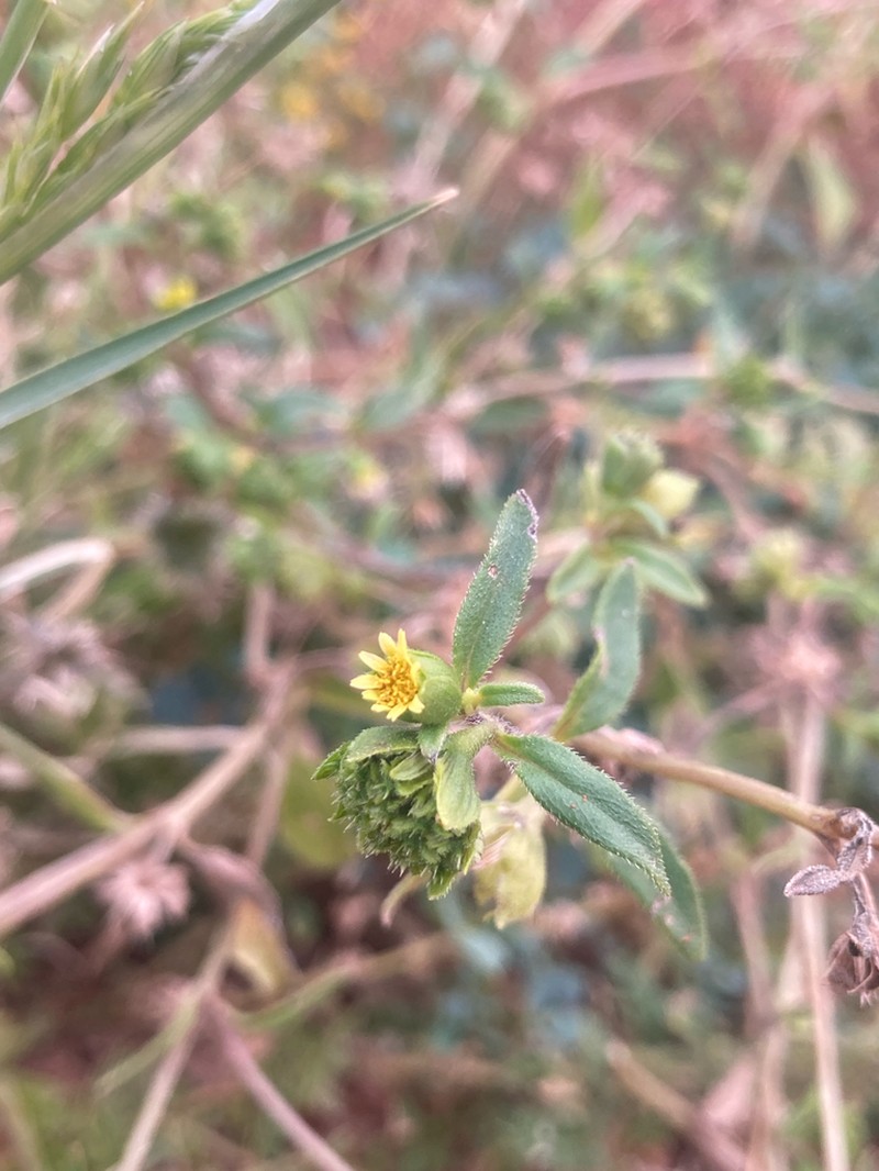 Eclipta alatocarpa