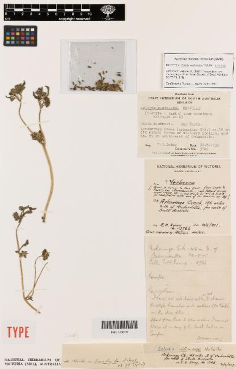 Eclipta alatocarpa photo 3
