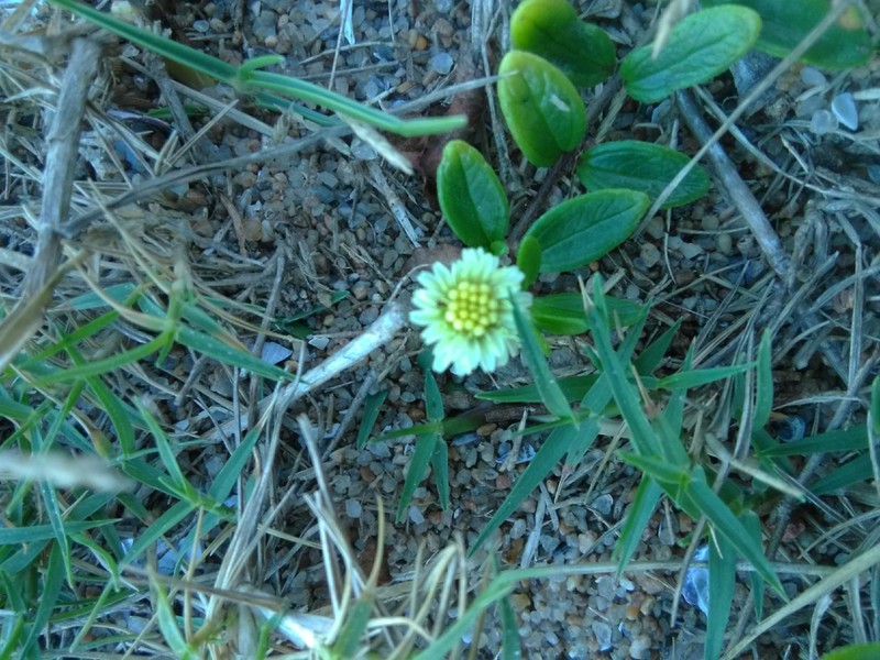 Eclipta elliptica photo 2