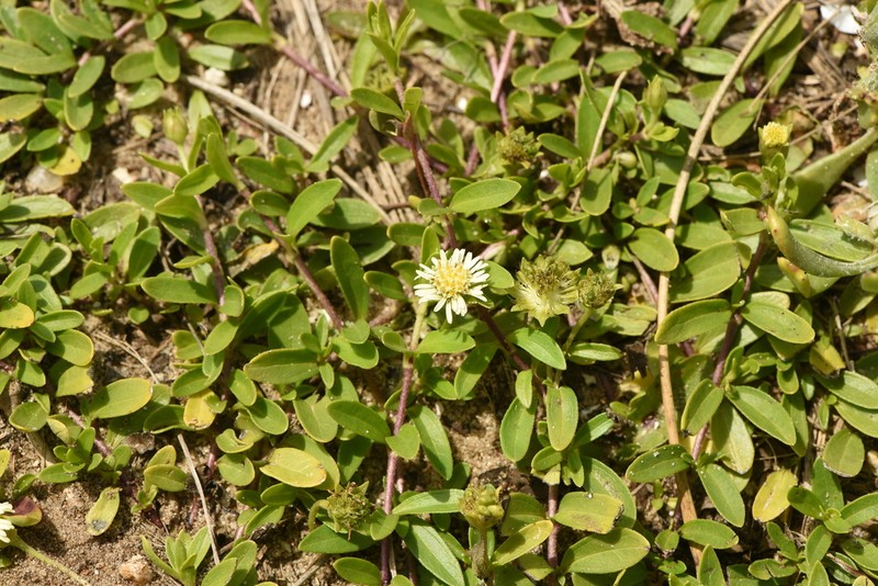 Eclipta elliptica photo 3