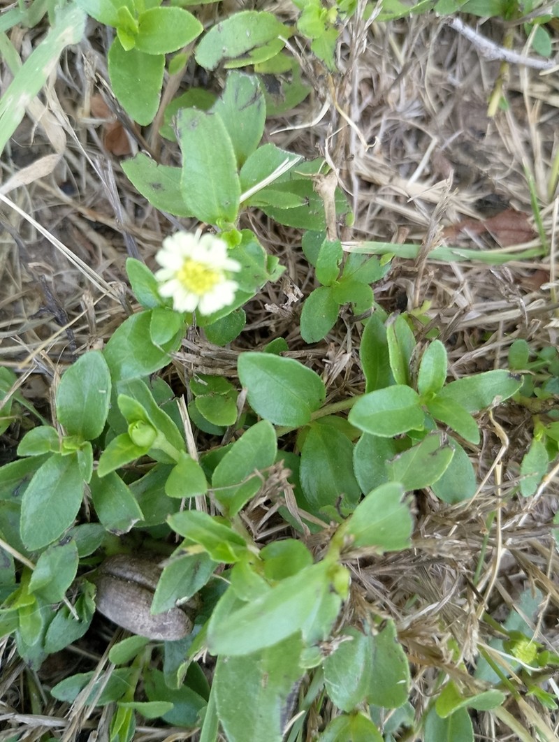 Eclipta elliptica photo 4