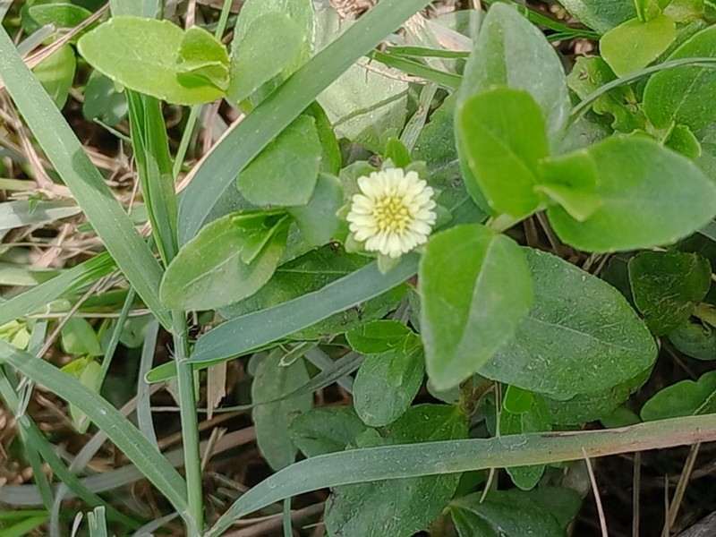 Eclipta elliptica photo 5