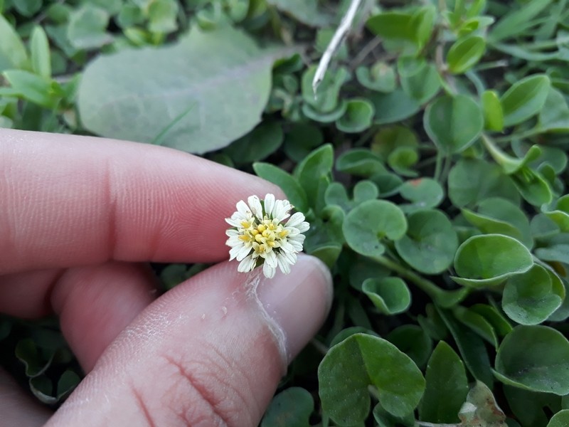 Eclipta elliptica photo 6