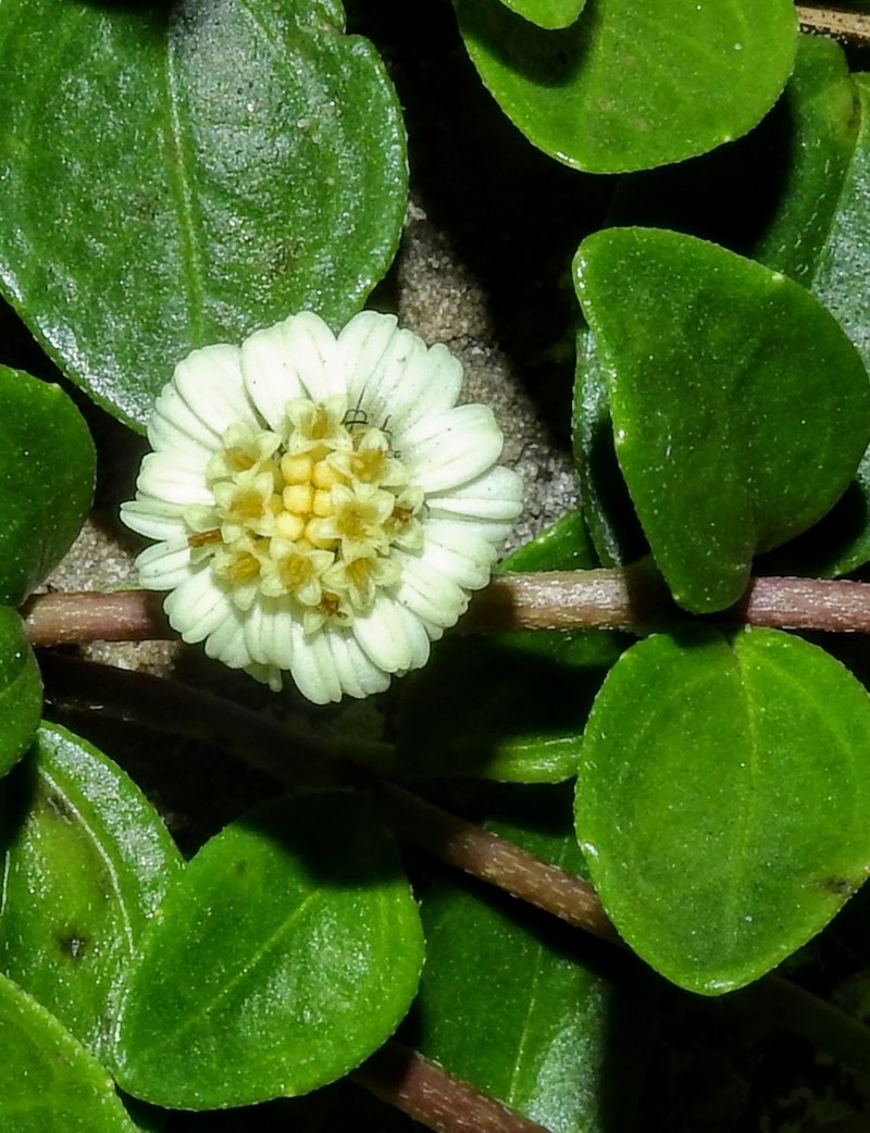 Eclipta elliptica photo 7