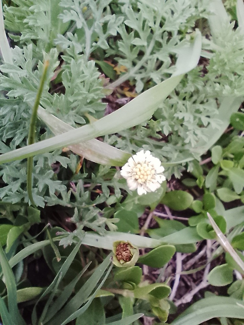 Eclipta elliptica photo 8
