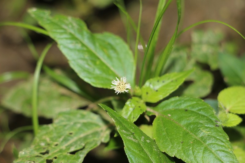 Eclipta leiocarpa