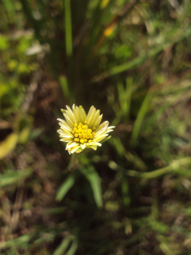 Eclipta megapotamica