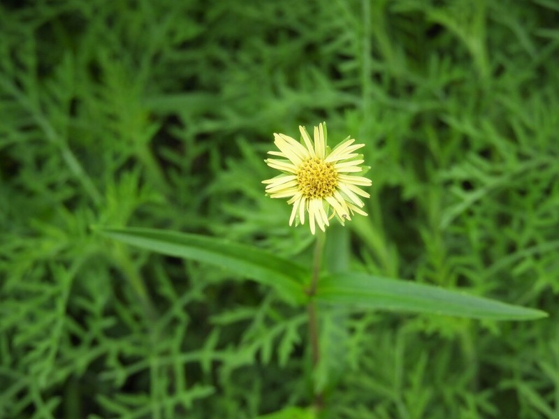Eclipta megapotamica photo 2