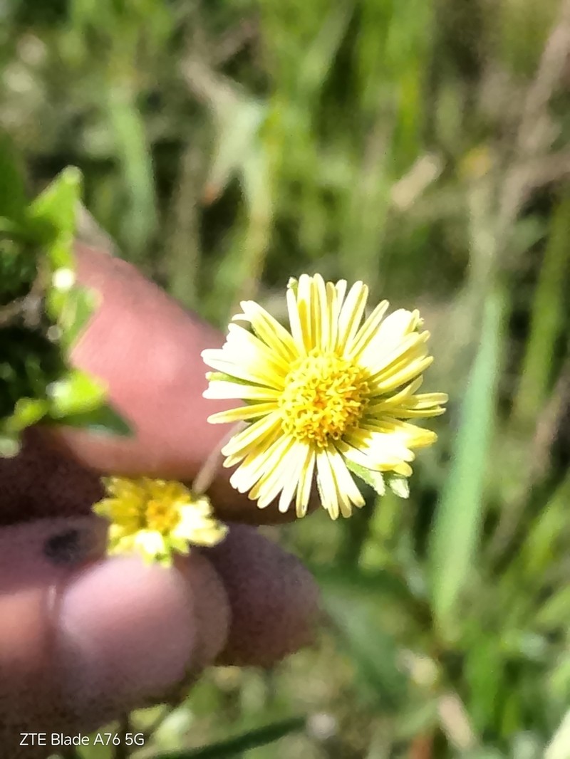 Eclipta megapotamica photo 3