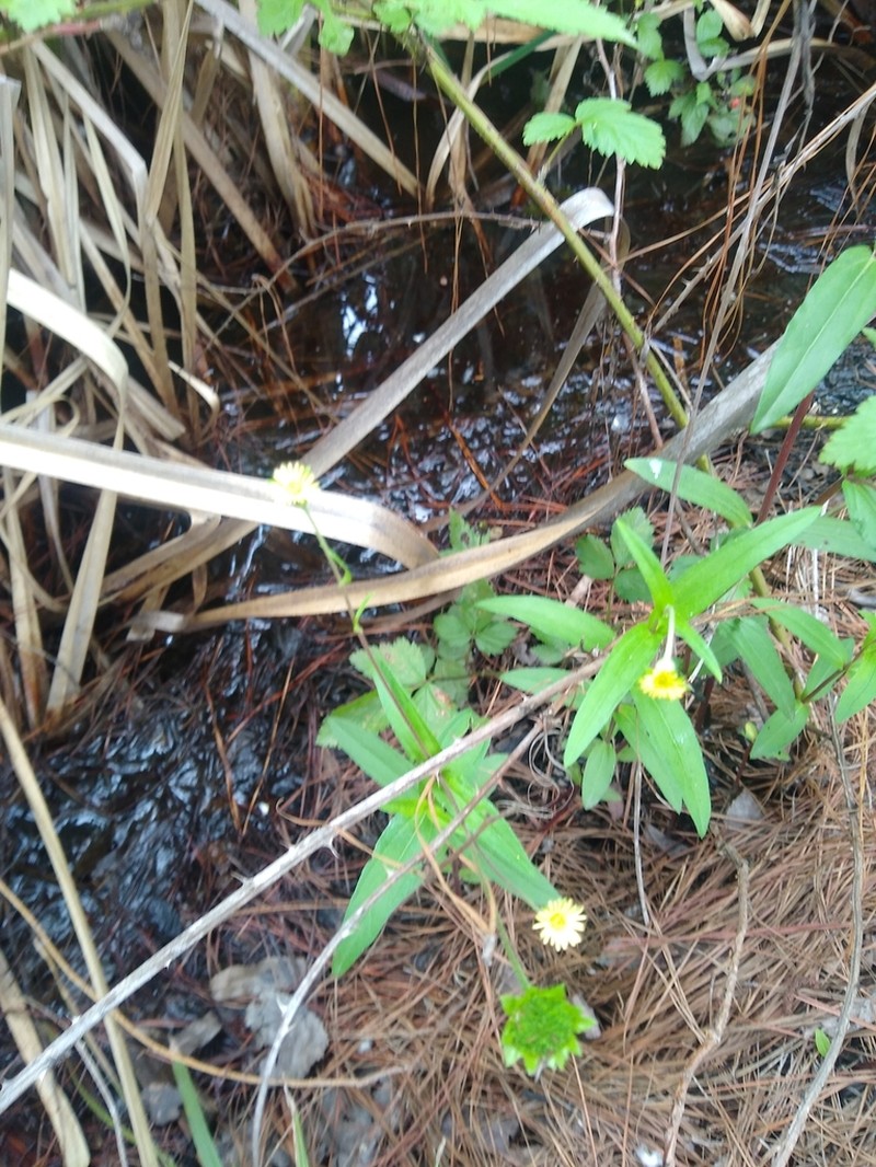 Eclipta megapotamica photo 4