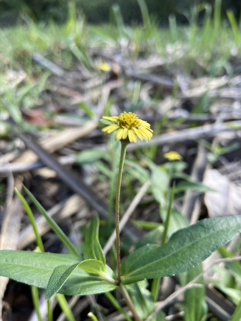 Eclipta megapotamica photo 5