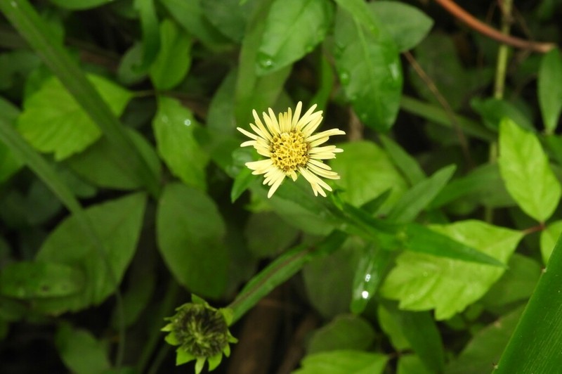 Eclipta megapotamica photo 6