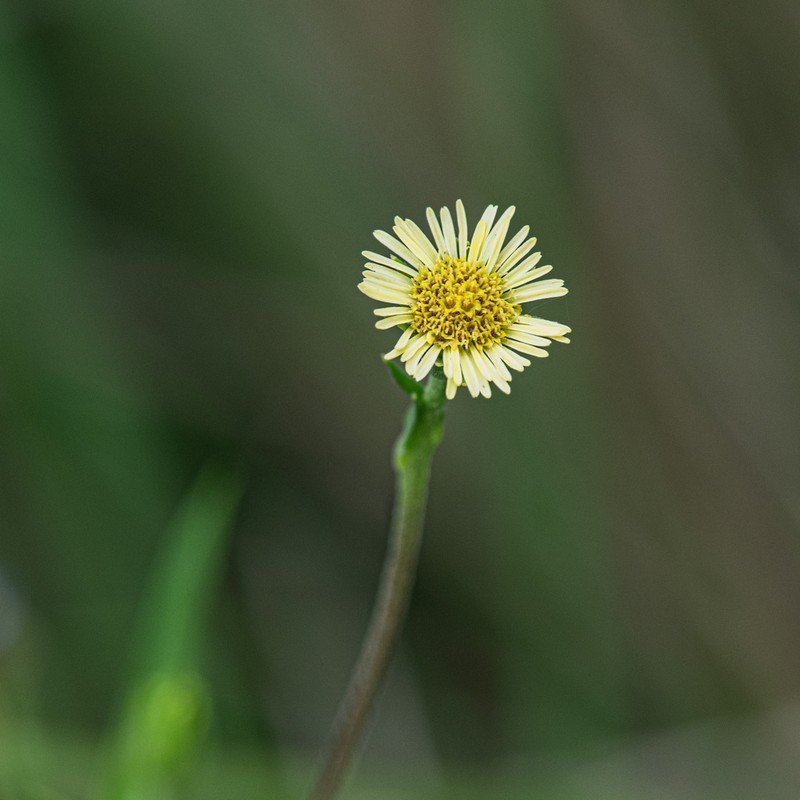 Eclipta megapotamica photo 7