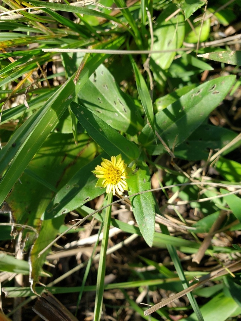 Eclipta megapotamica photo 8