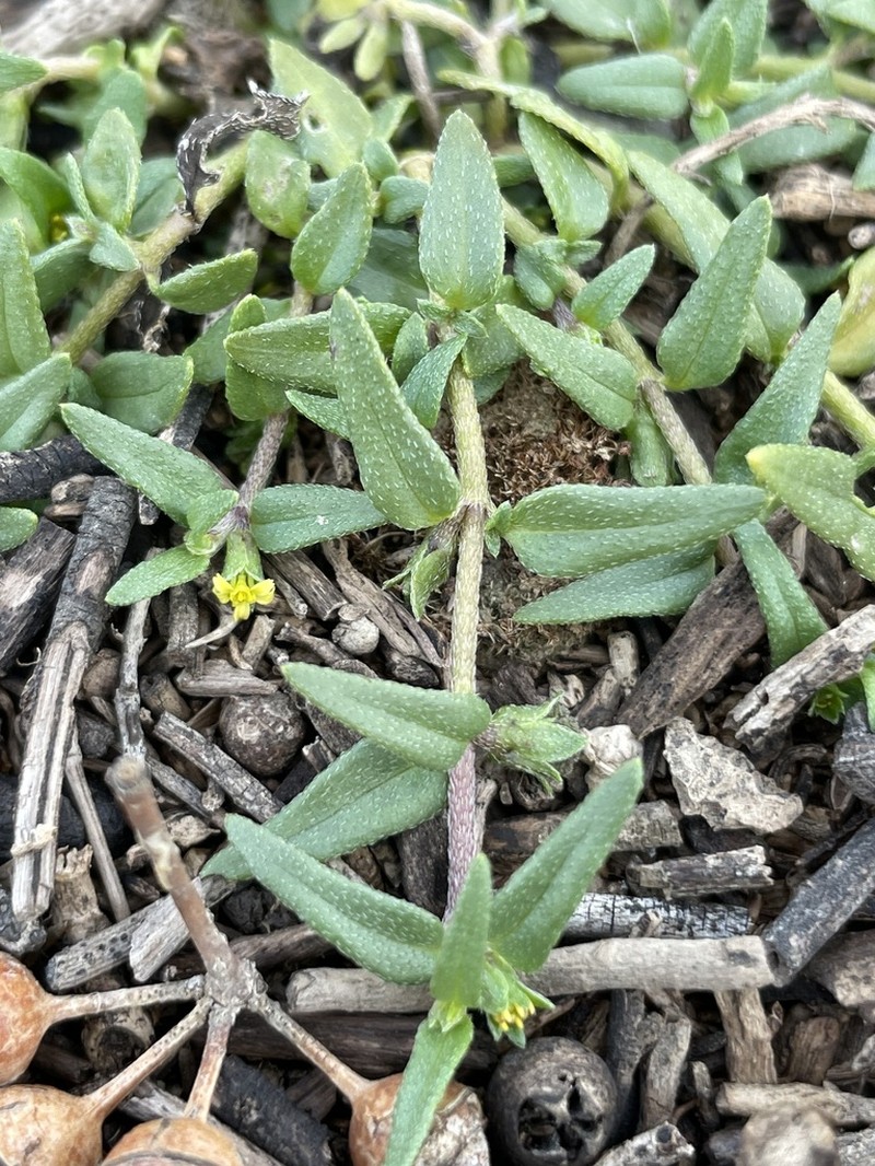 Eclipta platyglossa