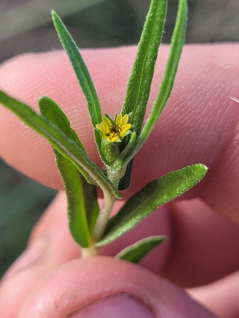 Eclipta platyglossa photo 2