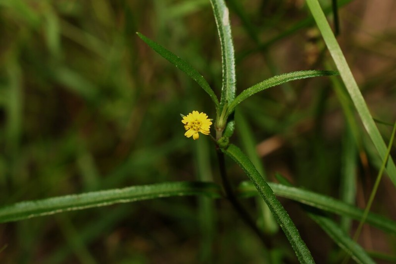 Eclipta platyglossa photo 3