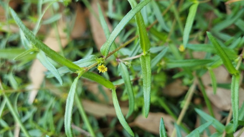 Eclipta platyglossa photo 4